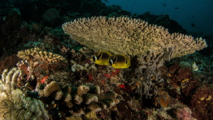 Yellow Butterflyfish
Canon Powershot S100 
Fisheye Fix ... by Irwin Ang 